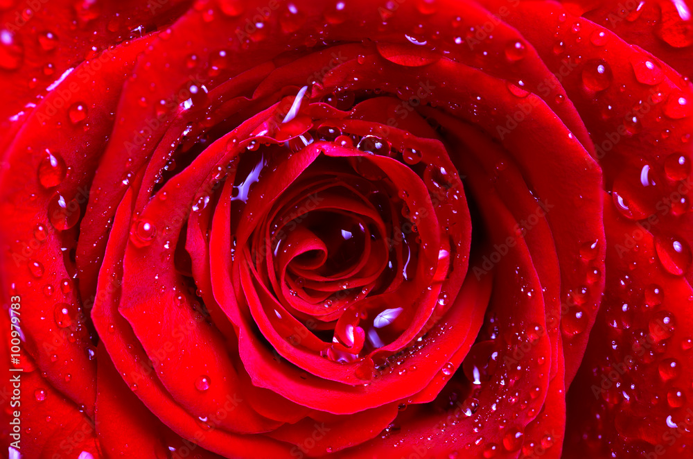 Fototapeta premium The middle of a red rose with water drops on petals