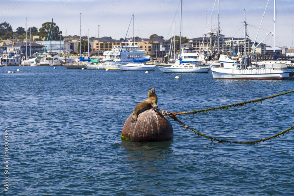 Obraz premium Sea lion and seal resting on buoy in Monterey bay marina, California