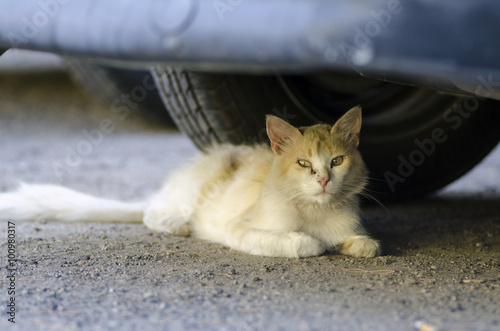 Canvas Print wild honey cat laying under a car