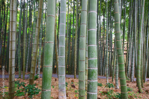 Bamboo Grove at Enkoji temple in Kyoto