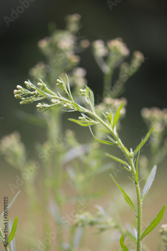 Εκτύπωση καμβά Canadian fleabane (Conyza canadensis)