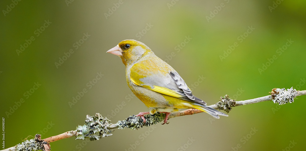 Beautiful male Greenfinch