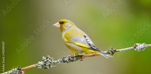 Obraz na płótnie Beautiful male Greenfinch w salonie