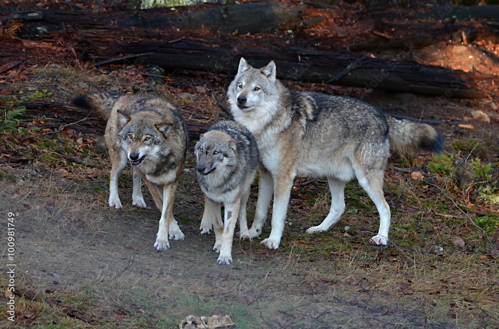 three wolves