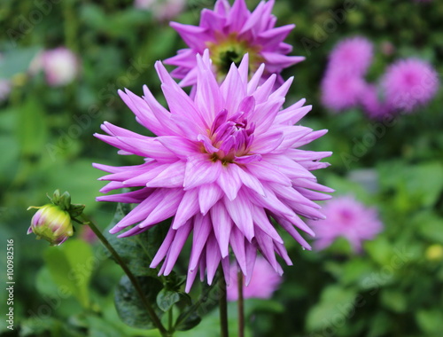 Fototapeta Naklejka Na Ścianę i Meble -  lila Kaktusdahlie