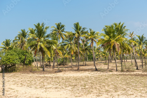 palm grove