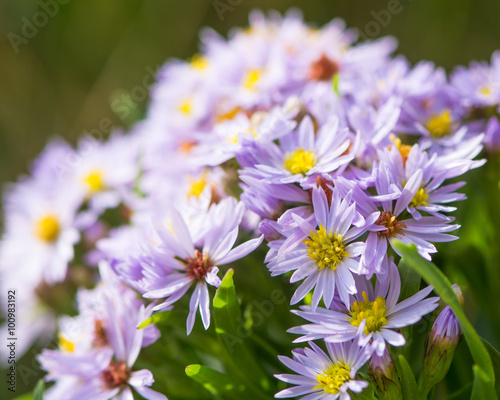 Fototapeta Naklejka Na Ścianę i Meble -  Sea aster (Tripolium pannonicum). A mauve flower common around British and European coasts, in the daisy family (Asteraceae)
