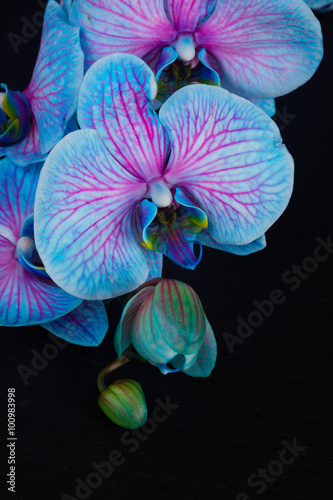 Fototapeta Naklejka Na Ścianę i Meble -  Bunch of violet orchids 