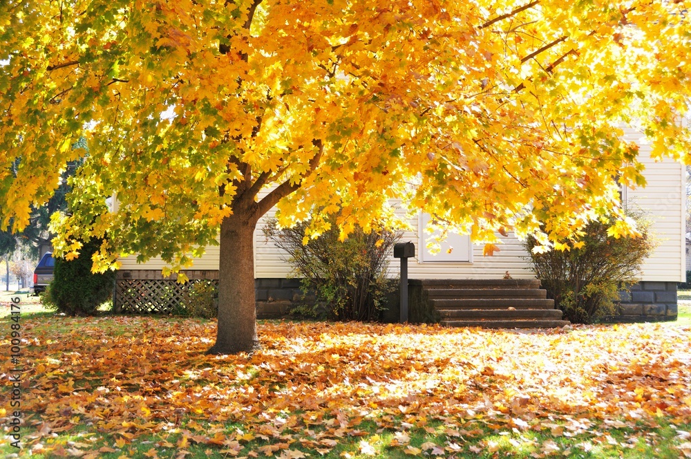 Naklejka premium Front Yard Fall