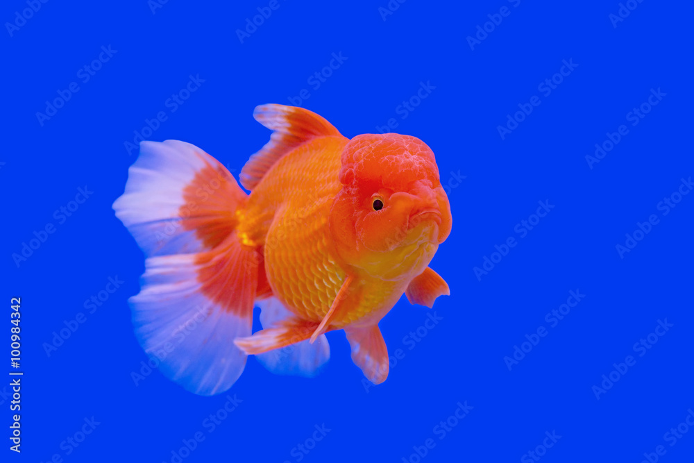 beautiful goldfish beautiful goldfish