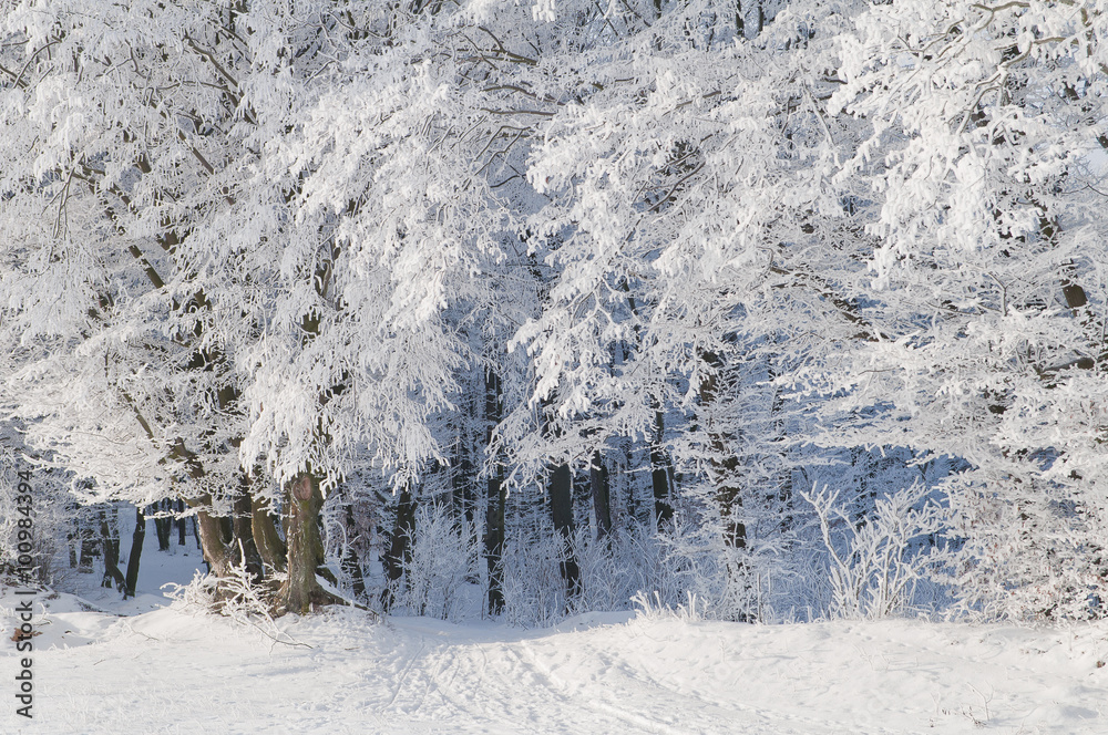 Trees in the forest covered with frost Trees in the forest covered with frost