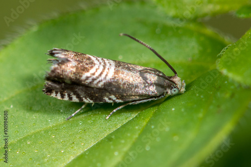 Grapholita compositella micro moth. A small but boldly marked tortrix moth 