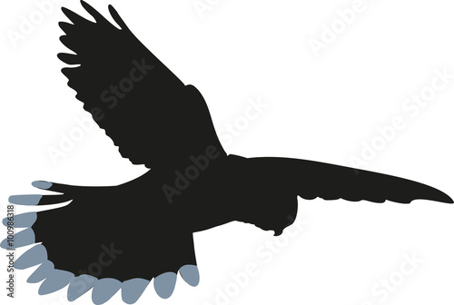 Kestrel silhouette