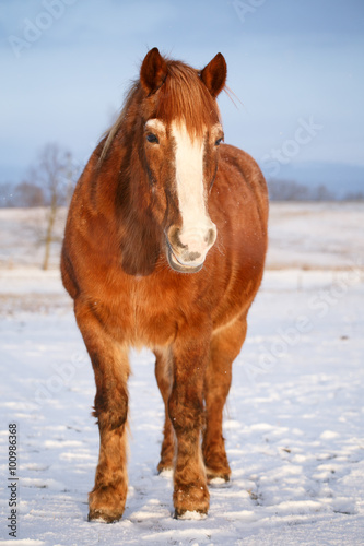 Horse in snow on a cold winter day.