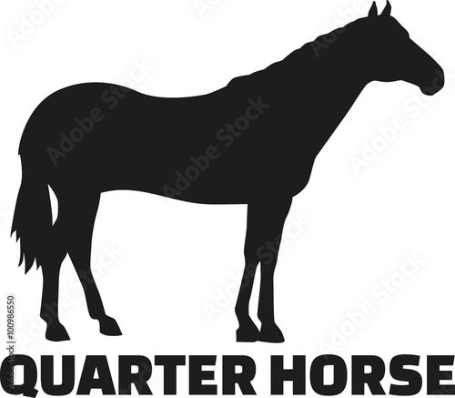 Quarter Horse