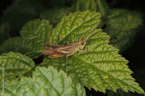 Common field grasshopper (Chorthippus brunneus)