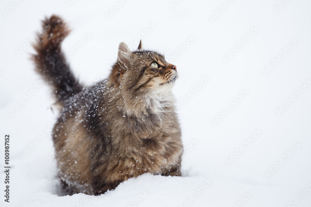 Tabby cat in the snow during snowfall