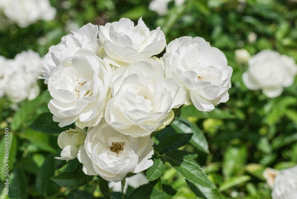natural white rose flower