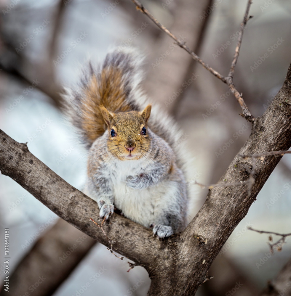 The eastern gray squirrel has predominantly gray fur, but it can have a brownish color. It has a usual white underside as compared to the typical brownish-orange underside of the fox squirrel. The eastern gray squirrel has predominantly gray fur, but it can have a brownish color. It has a usual white underside as compared to the typical brownish-orange underside of the fox squirrel.