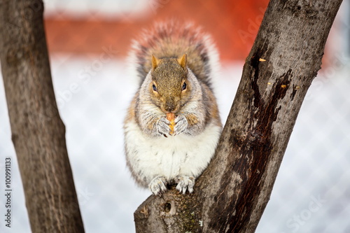 The eastern gray squirrel has predominantly gray fur, but it can have a brownish color. It has a usual white underside as compared to the typical brownish-orange underside of the fox squirrel. © Hummingbird Art
