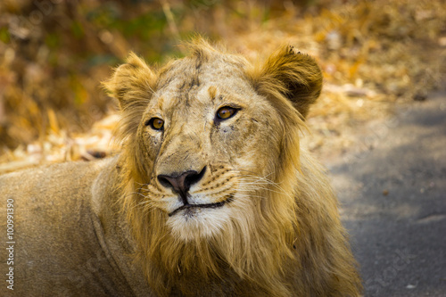 Asiatic Lion in a national park in India. These national treasures are now being protected  but due to urban growth they will never be able to roam India as they used to. 