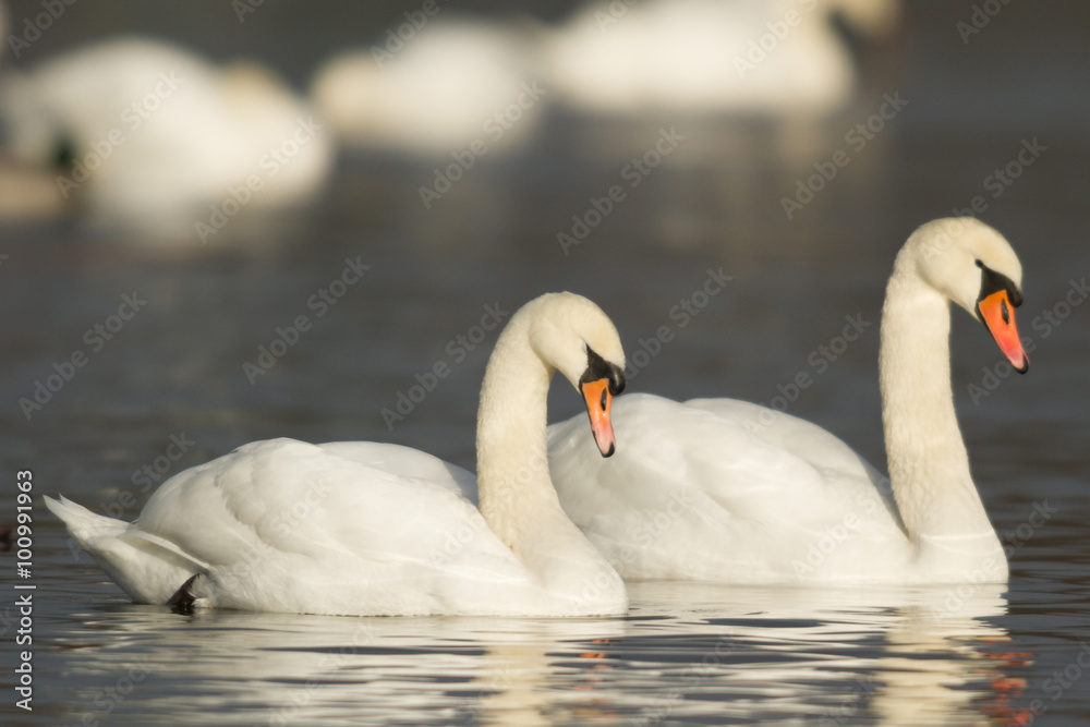 Obraz premium swan