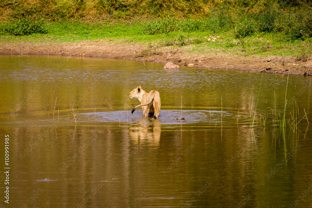 Asiatic Lion in a national park in India. These national treasures are now being protected, but due to urban growth they will never be able to roam India as they used to. Asiatic Lion in a national park in India. These national treasures are now being protected, but due to urban growth they will never be able to roam India as they used to.