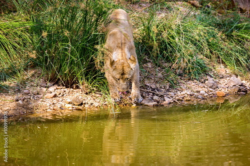 Asiatic Lion in a national park in India. These national treasures are now being protected  but due to urban growth they will never be able to roam India as they used to. 