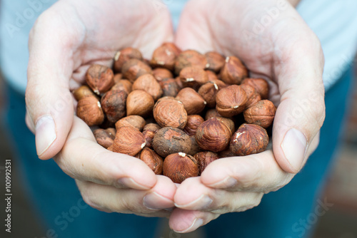 Pair of hands holding raw hazelnuts