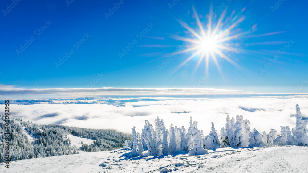Obraz premium Sunshine, blue skies and snow covered trees in the high alpine of the mountains around Sun Peaks village in the Shuswap Highlands of central British Columbia, Canada