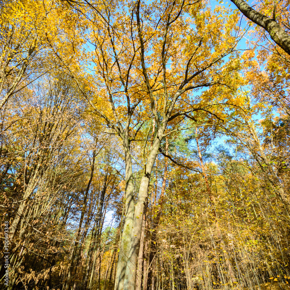 Fototapeta premium tree