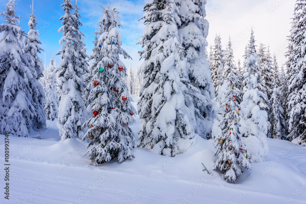 Christmas decorations on snow covered pine trees in the coniferous forest at Sun Peaks village in the Shuswap Highlands in British Columbia, Canada Christmas decorations on snow covered pine trees in the coniferous forest at Sun Peaks village in the Shuswap Highlands in British Columbia, Canada