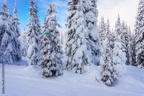 Christmas decorations on snow covered pine trees in the coniferous forest at Sun Peaks village in the Shuswap Highlands in British Columbia  Canada 