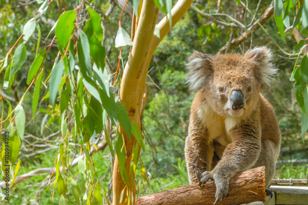 Fototapeta premium Australian Koala on a branch