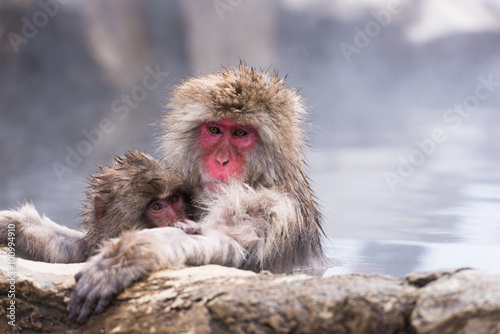 Snow monkey & Hot springs 1 © naokichic