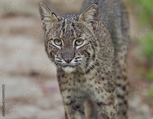 Florida Bobcat in Wild