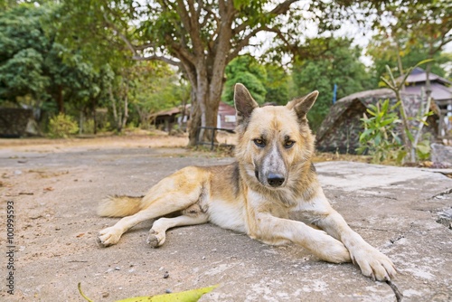 Relaxing dog on concrete floor - Thai Dog 