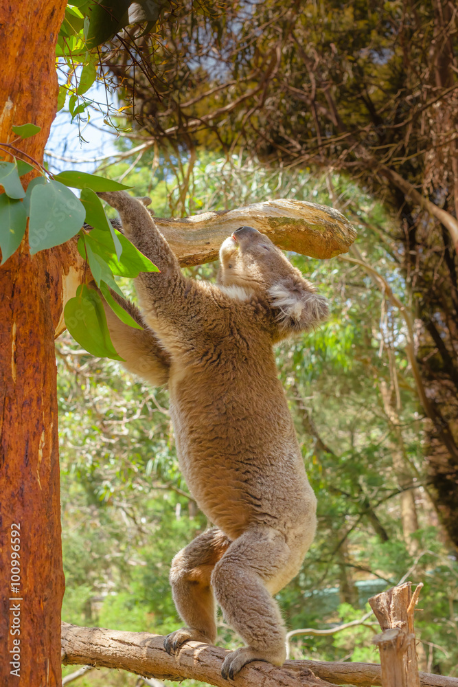 Fototapeta premium Koala standing on a branch