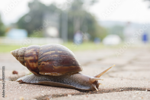 snail on sidewalk