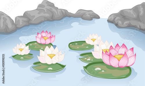 Lotus Flowers