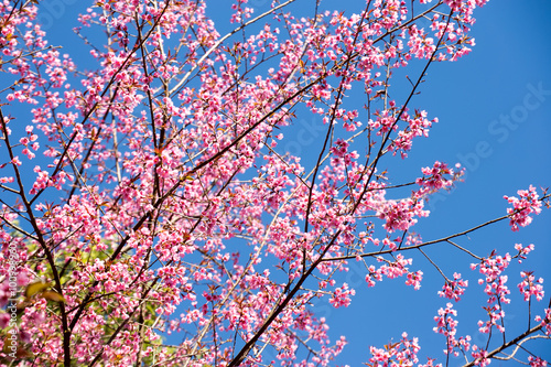 Pink Sakura in Thailand.
