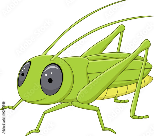 Cute grasshopper posing isolated on white background 