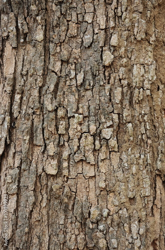 Tree bark texture and nature