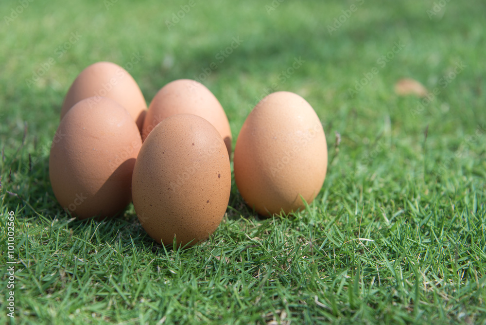Eggs in the green grass Eggs in the green grass