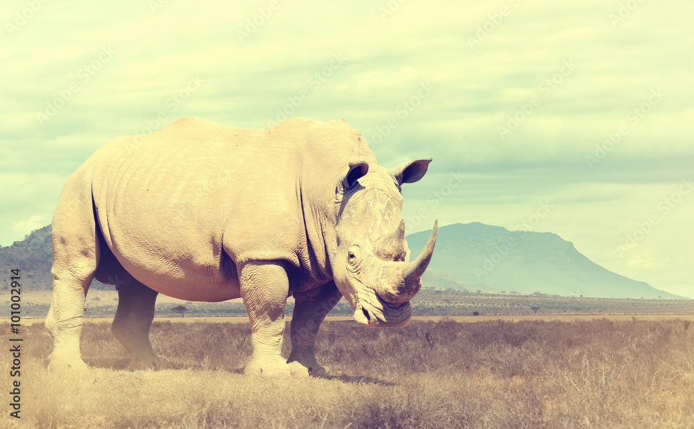 Wild african rhino. Vintage effect