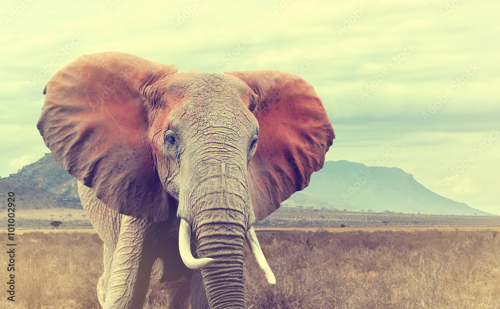 Wild african elephant. Vintage effect