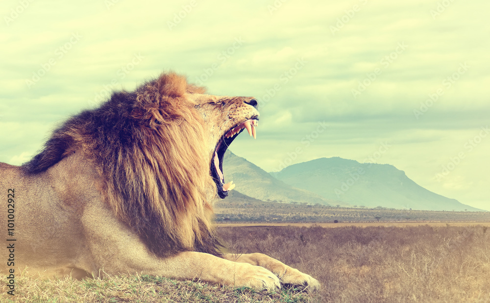 Fototapeta premium Dziki lew afrykański. Efekt vintage