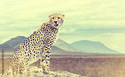 Wild african cheetah. Vintage effect