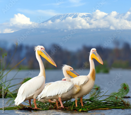 Great white pelican