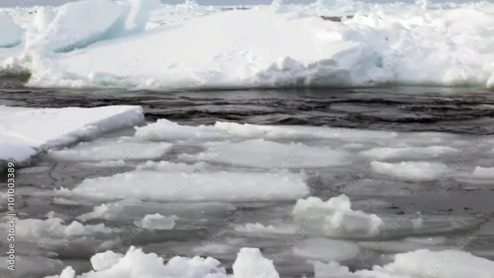 Seals swim at edge of ice in search of young. A Family Polar Arctic Harp Sea Grey Calf Seal With Newborn Baby Cute Pups On Ice Fields Of White Sea. Saving Seals! Eco-tourists guard fluffy wonders! Seals swim at edge of ice in search of young. A Family Polar Arctic Harp Sea Grey Calf Seal With Newborn Baby Cute Pups On Ice Fields Of White Sea. Saving Seals! Eco-tourists guard fluffy wonders!